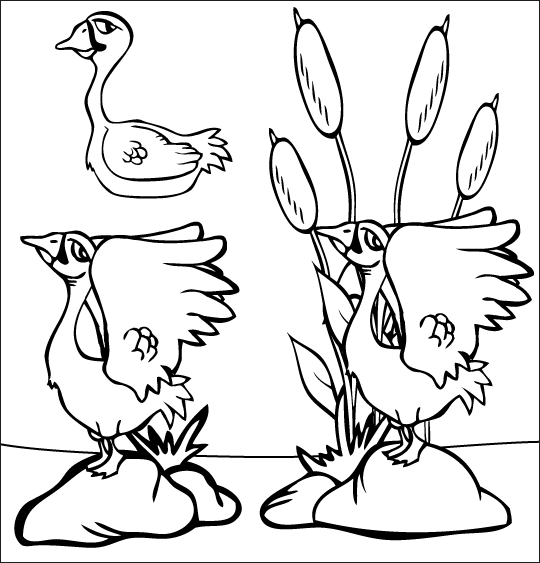 Coloriage pour enfants. Coloriage du vilain petit canard, 2 cygnes dans la mare, thème Mare