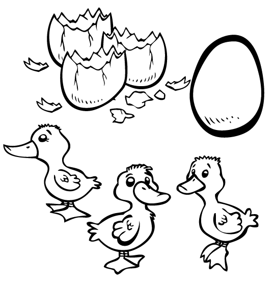 Coloriage Conte Le vilain petit canard, 3 petits canetons sortent de leurs oeufs