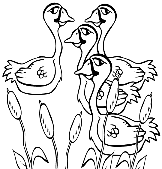 Coloriage pour enfants. Coloriage du vilain petit canard,4 cygnes nagent dans l'étang, thème Cygnes