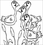 Coloriage Conte Le vilain petit canard, 4 cygnes nagent dans l'étang